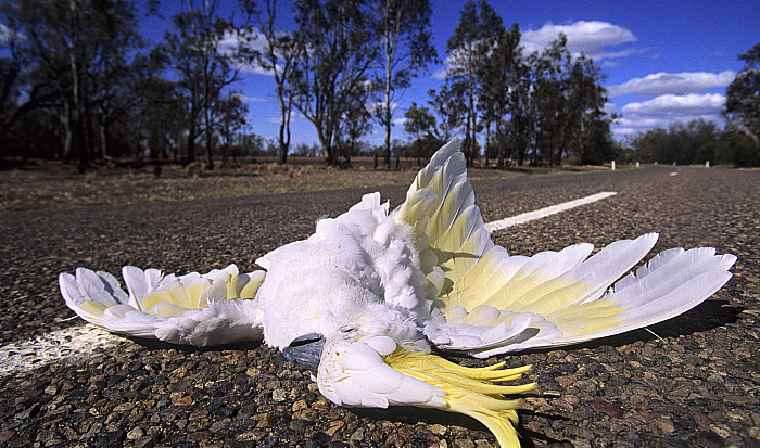 Biodiversity loss
